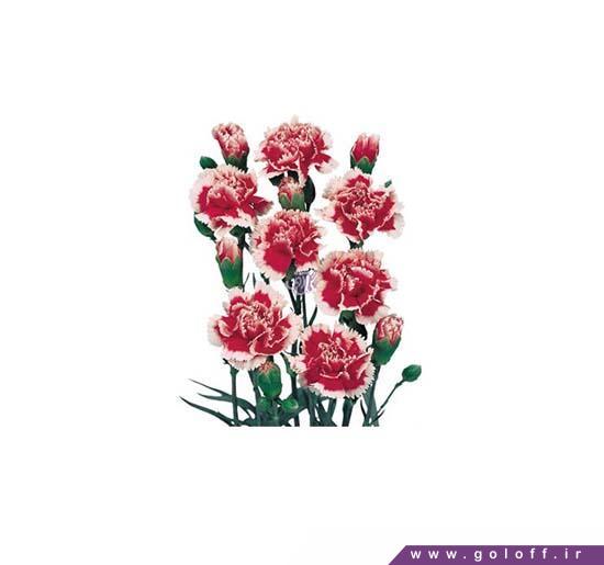 گل میخک مینیاتوری اسکارلت پلاس - Miniature Carnation | گل آف